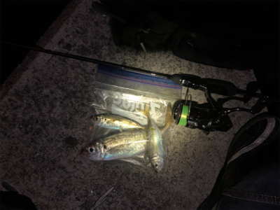 アジが釣りたくて