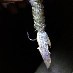 ドジョウ最強伝説