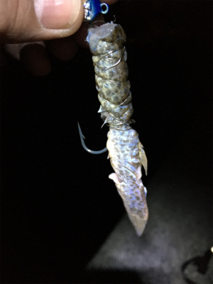 ドジョウ最強伝説