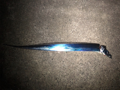 今日は連れら数人と…