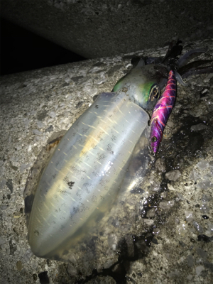 ナイトエギング