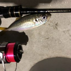 良型中アジ　釣れる時は釣れる