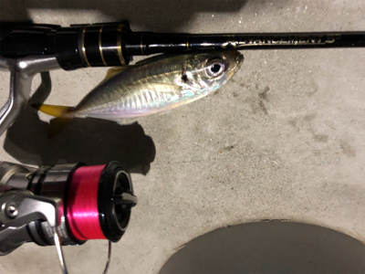 良型中アジ　釣れる時は釣れる