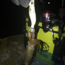 寒い中でのヒイカ釣りσ(^_^;)