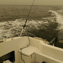 スーパーでなかなか見かけない魚