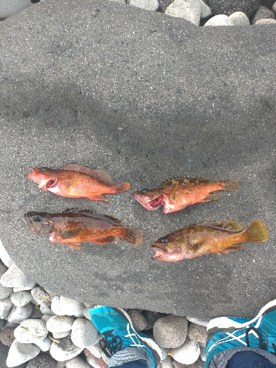 ロックフイッシュ