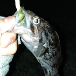 酒の肴を釣りに