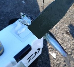 子供と陸っぱり