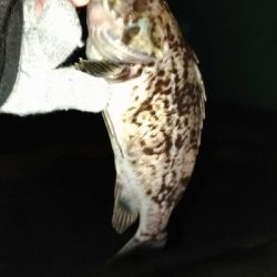 深夜のクロソイ狙い