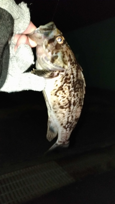 深夜のクロソイ狙い