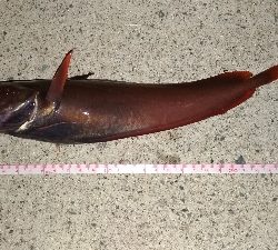 今日はどんこ祭り