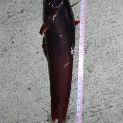 ドンコを狙うも…