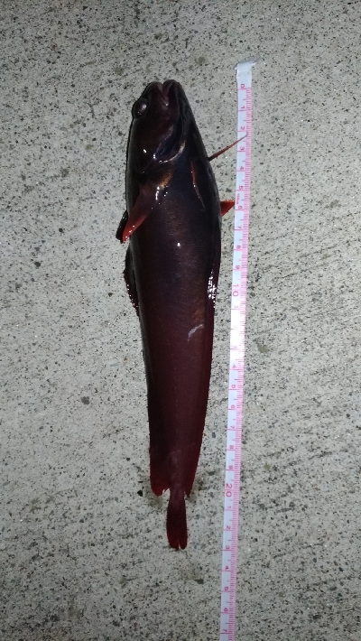 ドンコを狙うも…