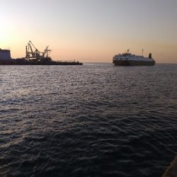 まさかのメジロ