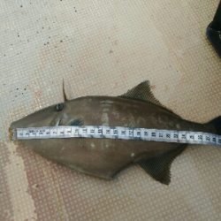 小浜市犬熊・第7佐藤丸さんにて