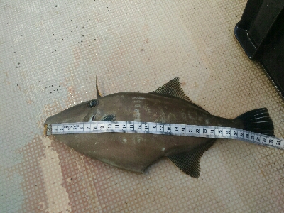 小浜市犬熊・第7佐藤丸さんにて