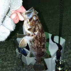 長潮でも釣れるのか実験