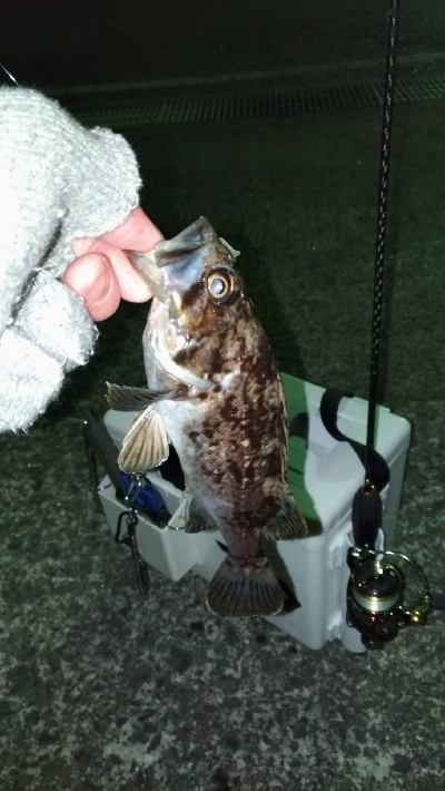 長潮でも釣れるのか実験