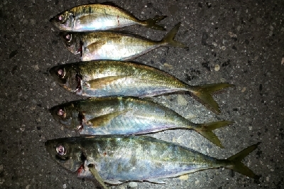 ついに念願の！