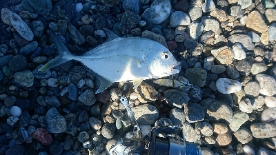 仁淀川河口サーフ、ライトショアジギング