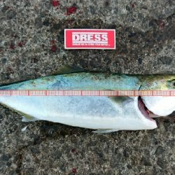 ようやくバラさずハマチ！