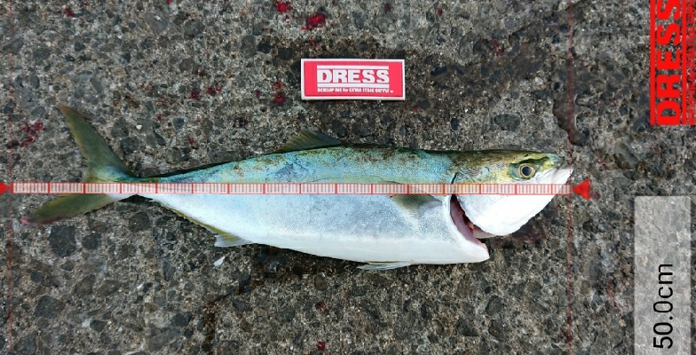 ようやくバラさずハマチ！