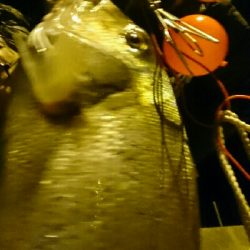 1投目で、ショア真鯛60㎝オーバーゲット！！