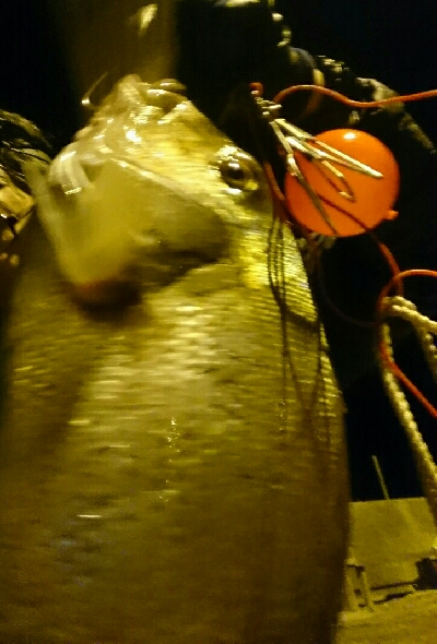 1投目で、ショア真鯛60㎝オーバーゲット！！