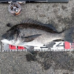 やっとかめのクロダイ