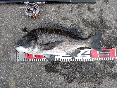 やっとかめのクロダイ