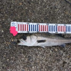 念願のスズキクラスゲット!!