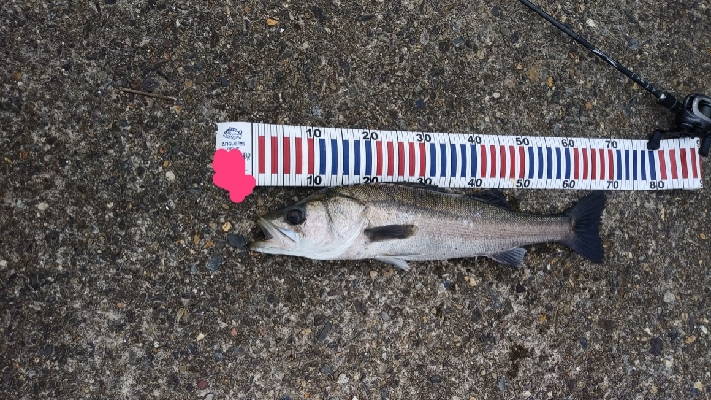 念願のスズキクラスゲット!!