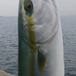 まだ釣れてます