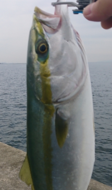 まだ釣れてます