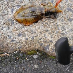 まだ、産まれたて~が追尾!?