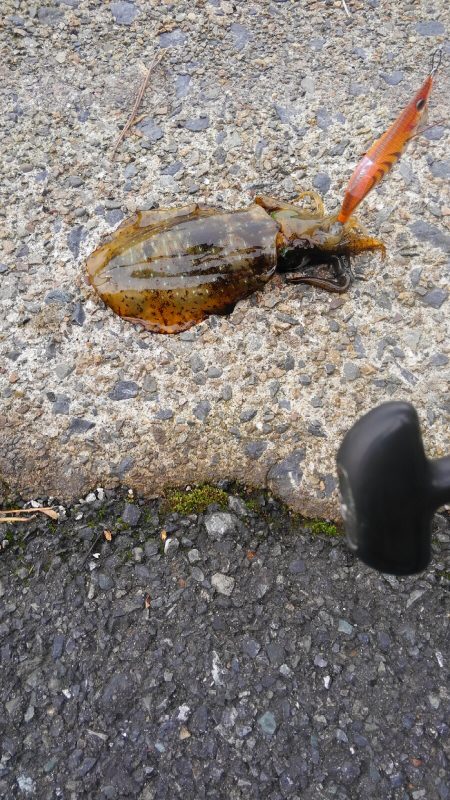 まだ、産まれたて~が追尾!?