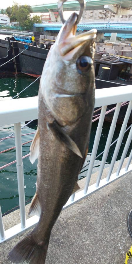 10月ラスト釣行 ~さざなみ公園~