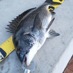 久しぶりの釣行　~辰巳橋付近~