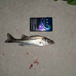 チーバスと　~辰巳橋付近~