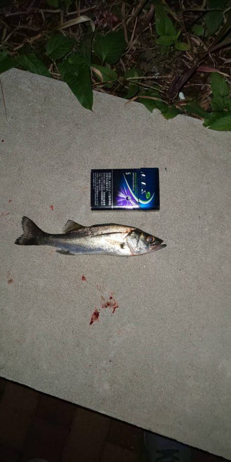 チーバスと　~辰巳橋付近~