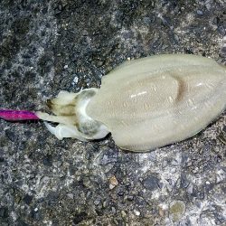 アジング&エギング