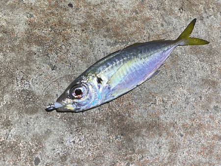 姫路本土アジング(2019-17)