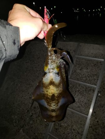 軟体パラダイス