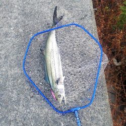 ハマチはいない