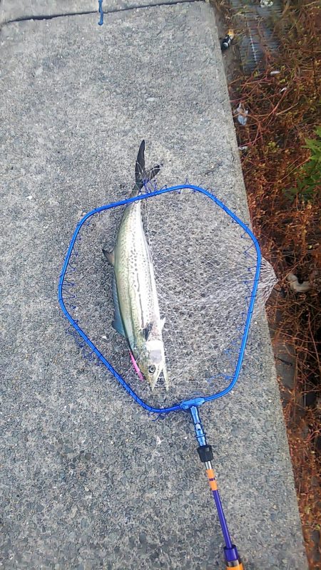 ハマチはいない