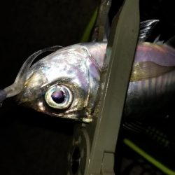 お土産ゲッツなるか