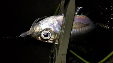 お土産ゲッツなるか