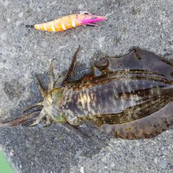 いろいろ厳しかった、、