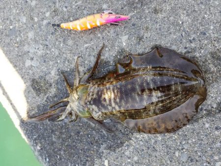 いろいろ厳しかった、、