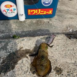 秋イカシーズン終盤